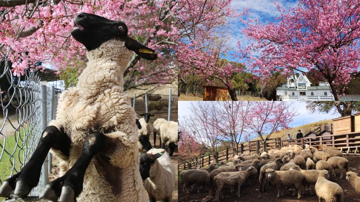 2022清境農場奔羊節可愛登場！浪漫櫻花樹、羊咩咩近距離互動，療癒到心臟爆擊