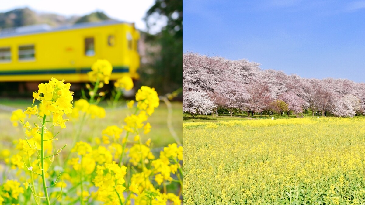 【MiKU玩日本】只有春天才有的同框絕景「櫻花×油菜花 」！關東4個打卡景點千萬別錯過