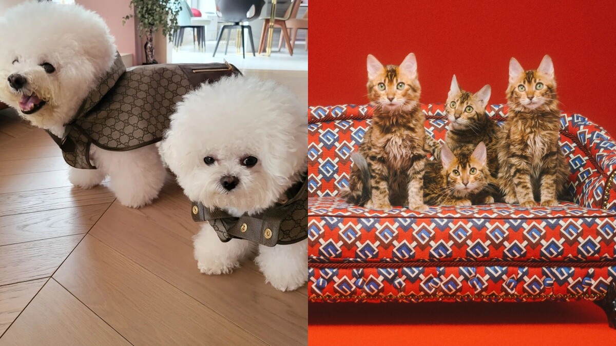 Gucci Pet系列蔡依林比熊愛犬搶先穿，還有GG項圈、寵物碗、皮革牽繩