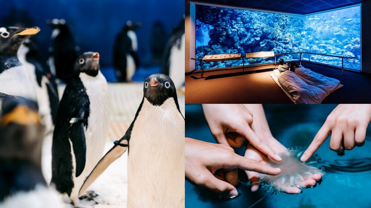 屏東海生館首度推出2天1夜「海洋親子營」！企鵝相見歡、夜宿奇幻世界…時間只有兩個月