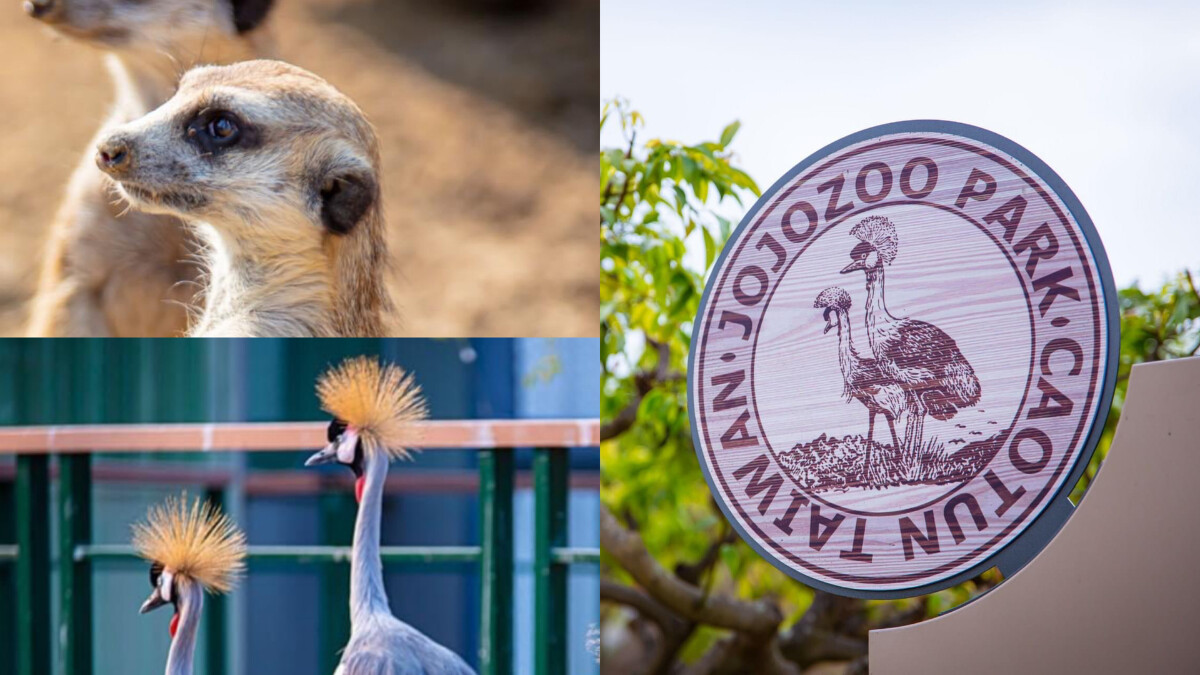 南投「九九峰動物樂園」成亞洲最大鳥類動物園！占地20公頃，可愛動物、摩天輪全都有