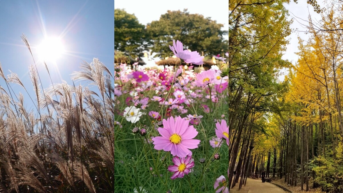 【Julia韓國觀察筆記】秋天去首爾旅行除了賞楓，這4個地方看芒草、銀杏、波斯菊超推薦