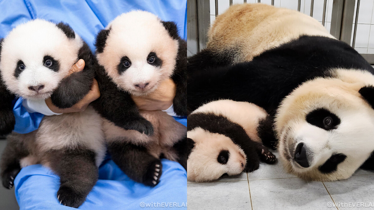 熊貓界「頂流女星」愛寶的雙胞胎要滿3個月啦！呆萌表情爆擊粉絲的心