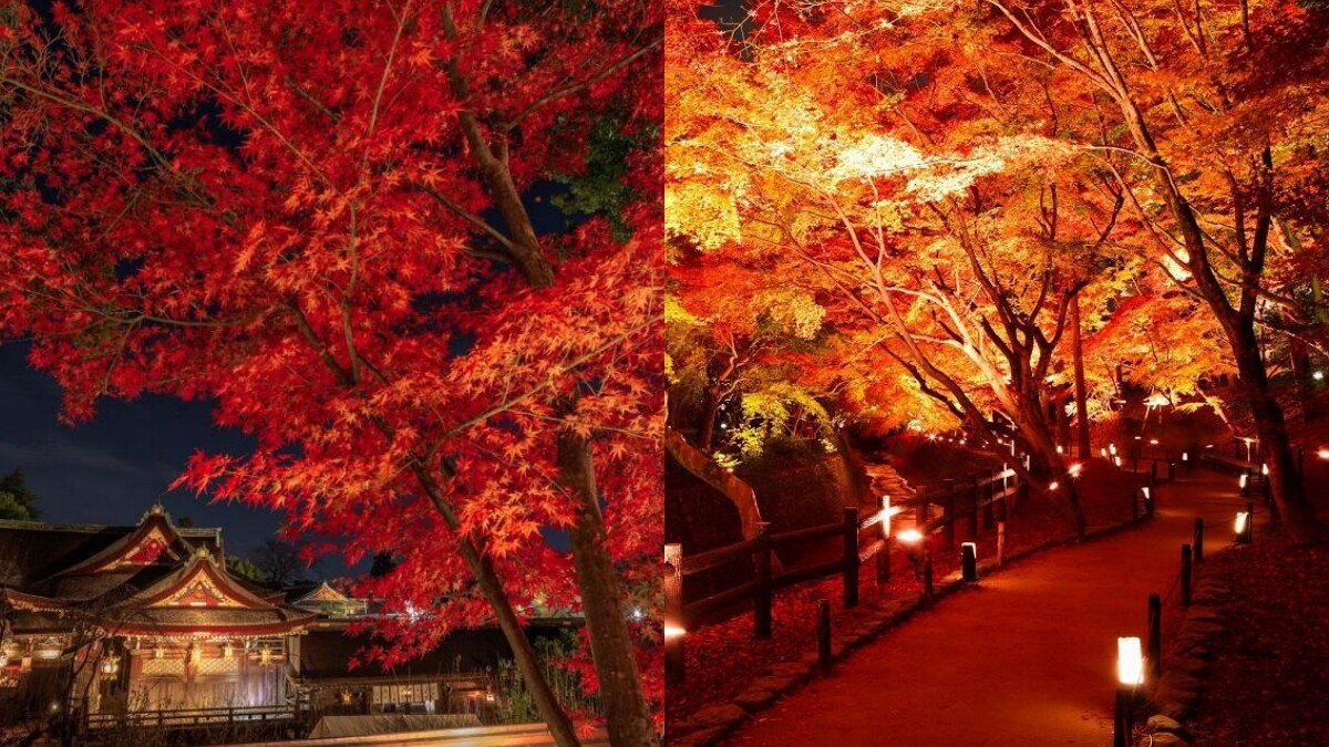 日本關西迎接楓紅！京都人氣賞楓景點&夜間點燈的期間限定活動一次掌握
