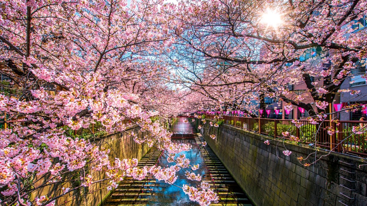 2024日本櫻花預測時間表！3月中一路美到5月，東京、大阪私房櫻花景點一併推薦
