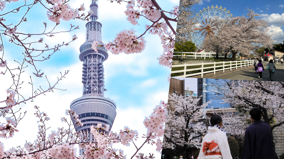 2024東京近郊賞櫻秘境推薦！走在江戶時代百年櫻花水町，到動物園裡與櫻花共舞