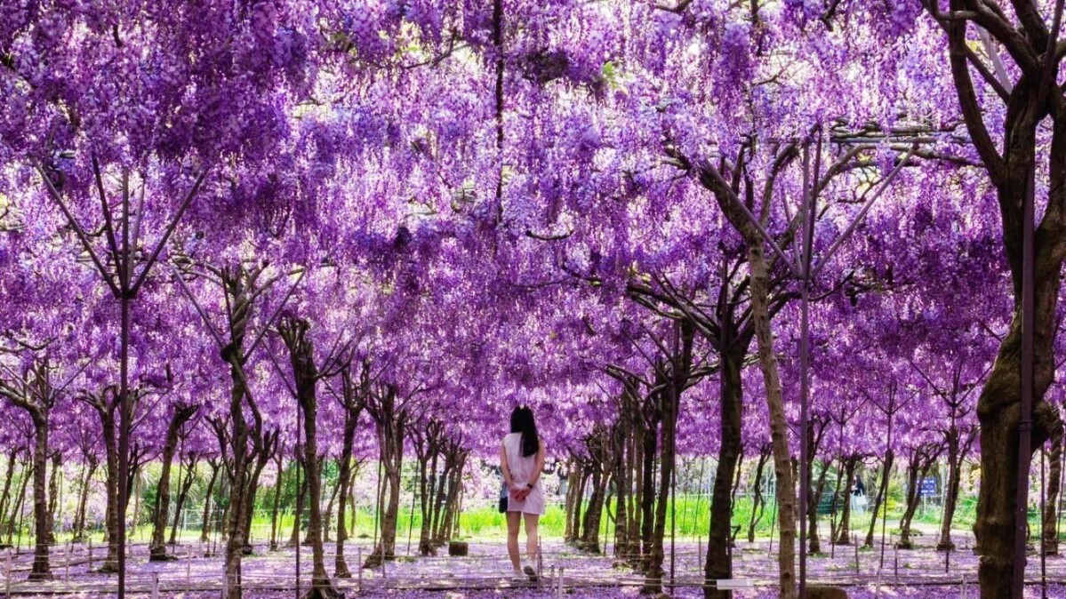 全台最大紫藤花園！淡水紫藤花園2025花期、必訪亮點、交通攻略一次看