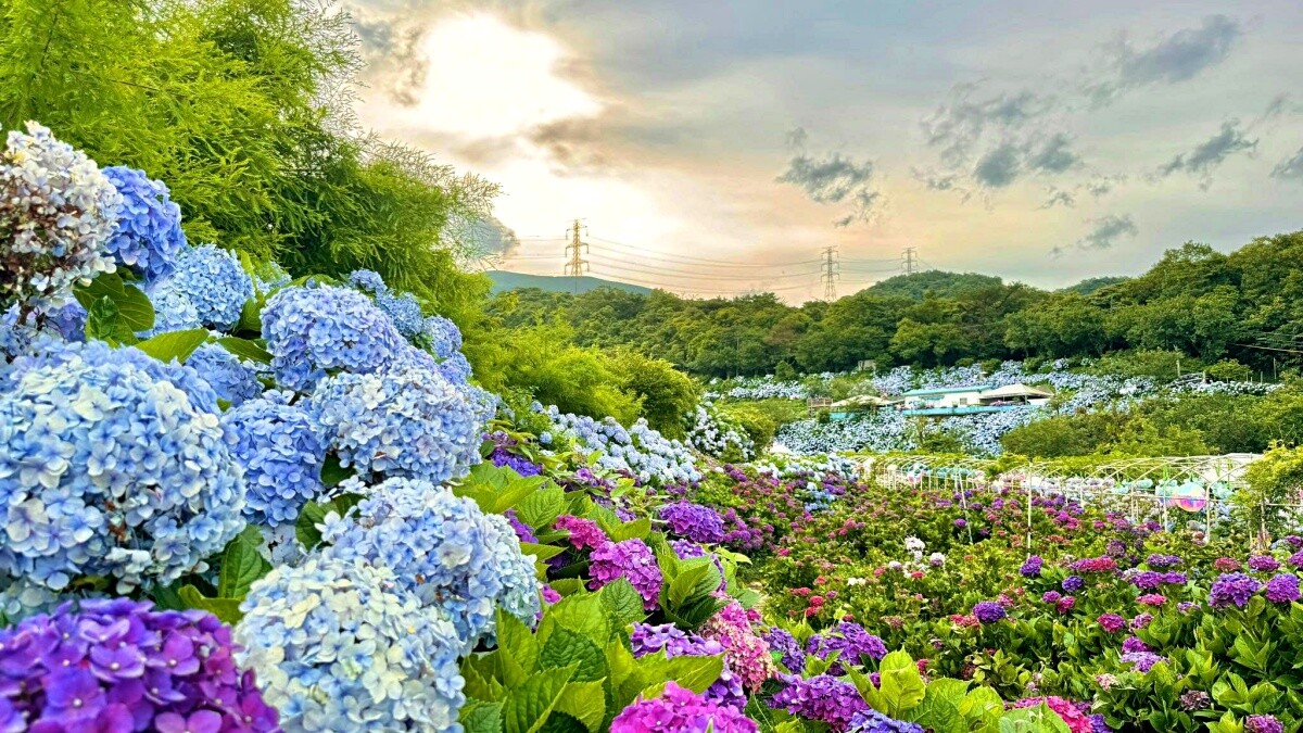 全台最大繡球花海!高家繡球花田第三園區公開2025年花期,上萬坪花毯引爆期待