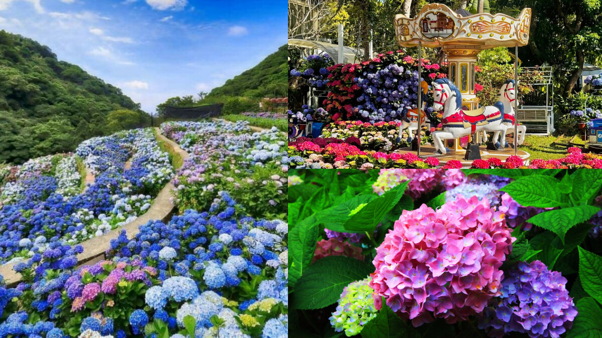 2025繡球花季開跑!全台8大夢幻藍紫花海盤點,走進初夏的唯美仙境