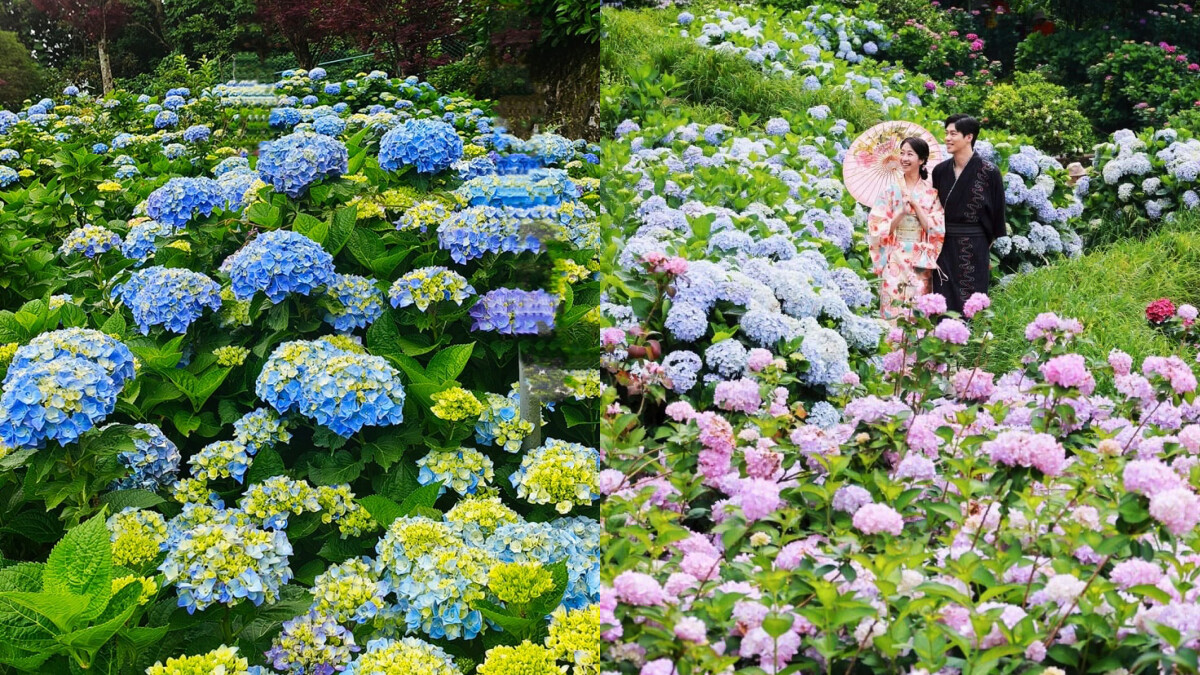 竹子湖繡球花2025最美花期!8大農園地景花藝、生態導覽活動亮點一次看