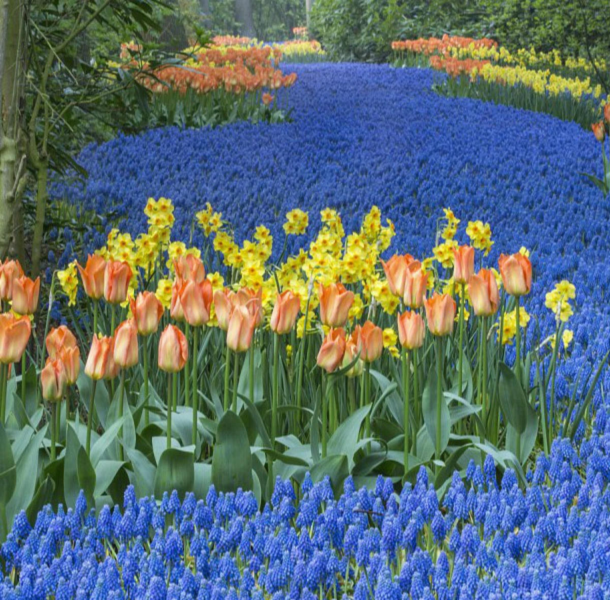 從比利時到日本!蒐羅各國的春天超豔麗花海