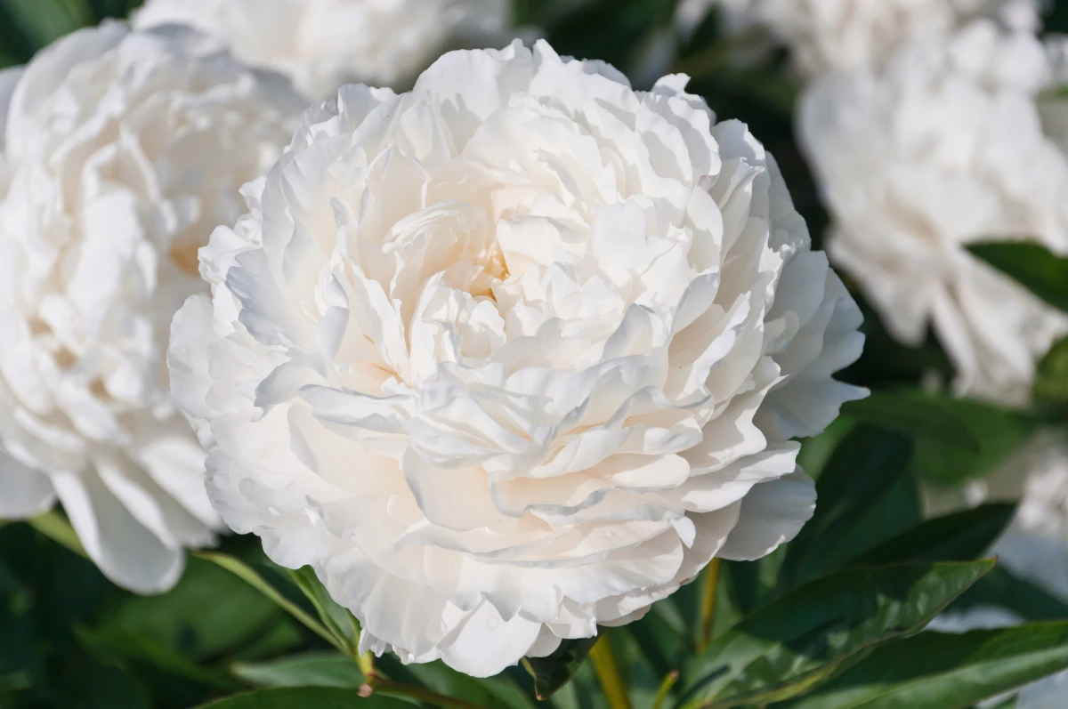 真假？貴婦不做醫美了！都靠頂級白牡丹精華，養出鑽白肌