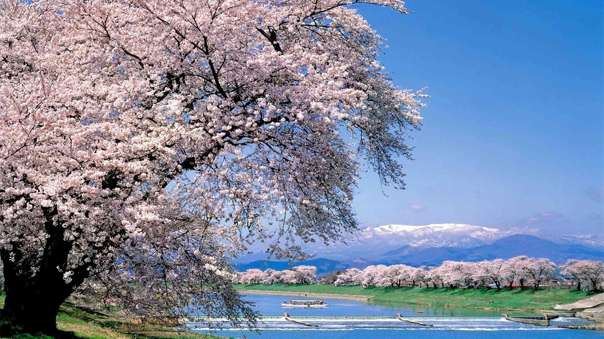 春天的櫻花樹們蓄勢待發！到日本宮城縣南來趟賞櫻野餐行程吧