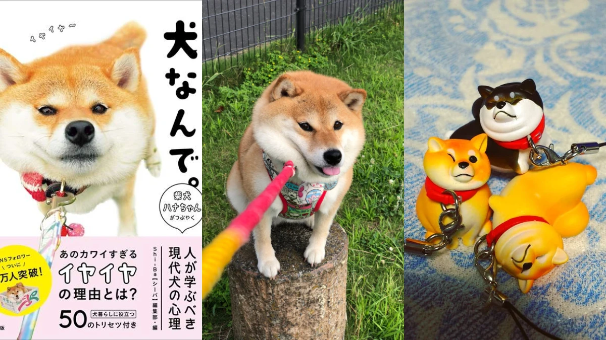 因為「不想回家」而出了扭蛋還有寫真書!日本超人氣爆萌「拒否犬」HANA實在是太可愛了~