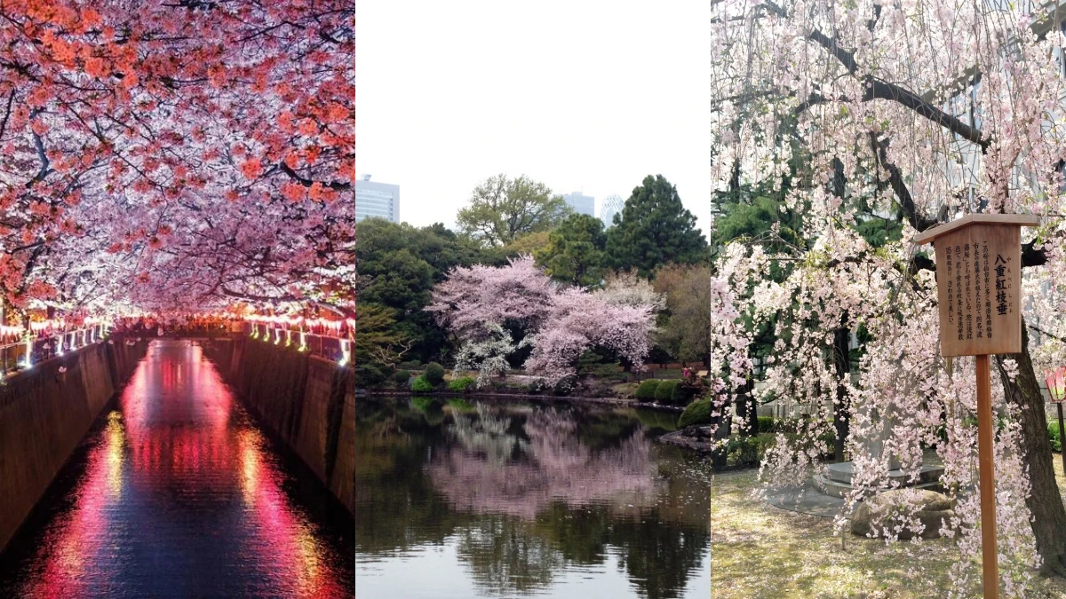 【MiKU玩日本】日本櫻花季來了！關東、關西的4個賞櫻必去打卡景點