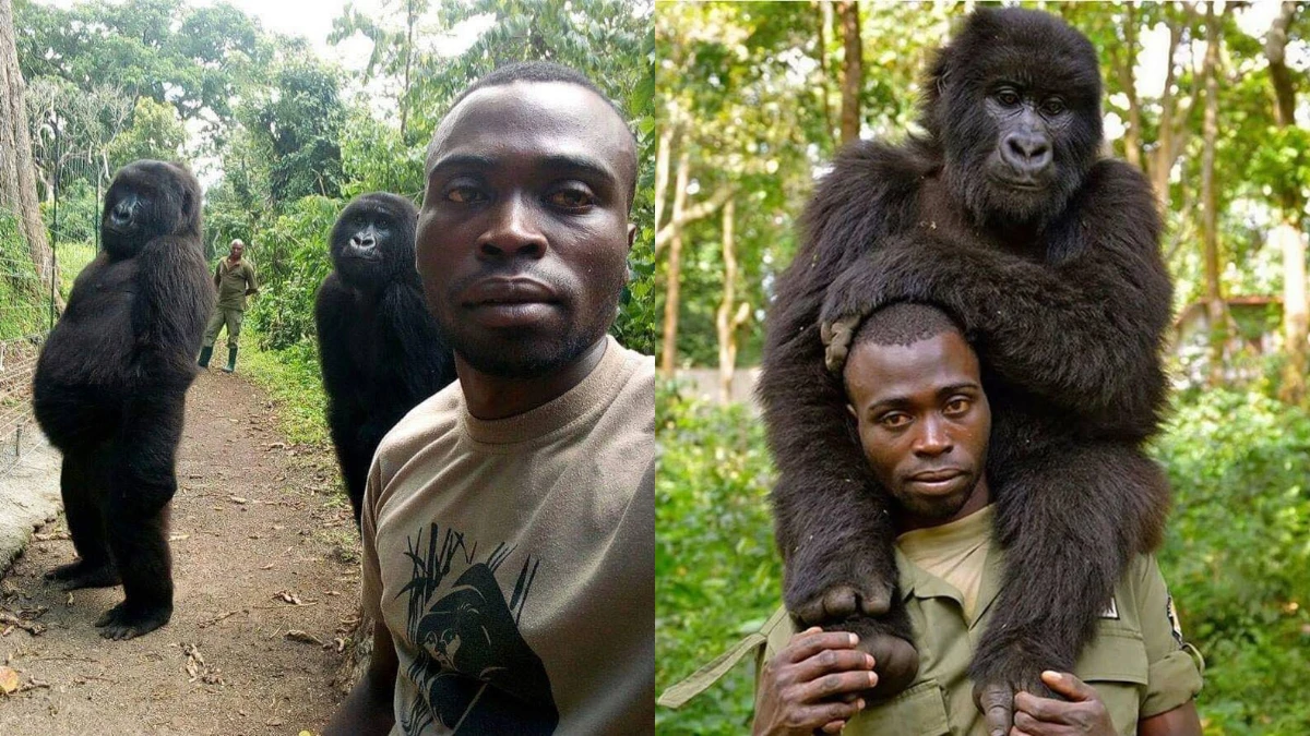 確定不是工讀生假扮？根本偶像團體！非洲剛果「反盜獵菁英團」呼籲重視野生動物保護～