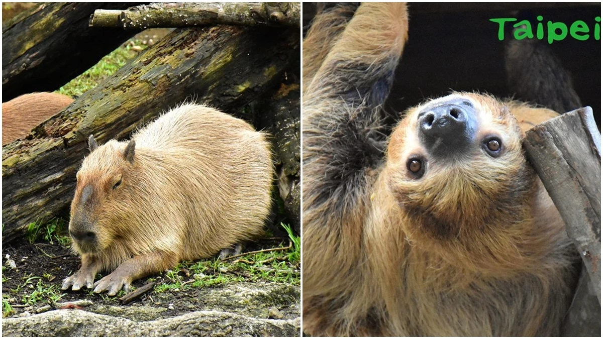 木柵動物園終於有超可愛水豚、樹獺了！歷經13年、斥資3.9億打造的「熱帶雨林室內館」正式開幕