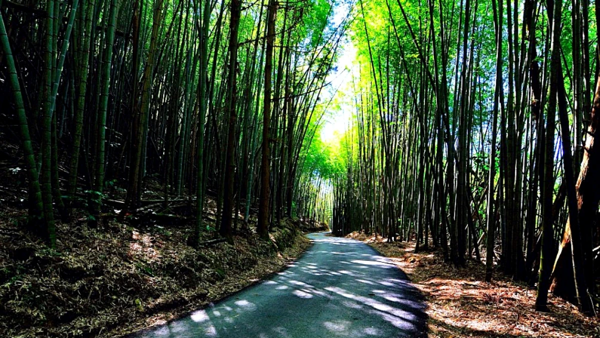 不用飛日本，台灣也有媲美嵐山的「絕美竹林」！長2公里小徑宛如走進電影《臥虎藏龍》，還能賞漫天螢火蟲
