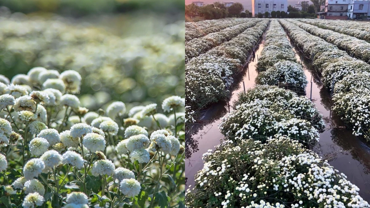 台灣飄下11月雪！「2019苗栗銅鑼杭菊芋頭節」登場，整片粉白圓潤小胖球超可愛，宛如仙境般夢幻