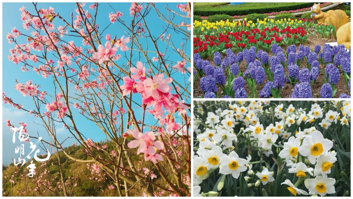 花都開好了!「2020陽明山花季」粉嫩櫻花已開7成,賞花資訊、交通懶人包全在這一篇