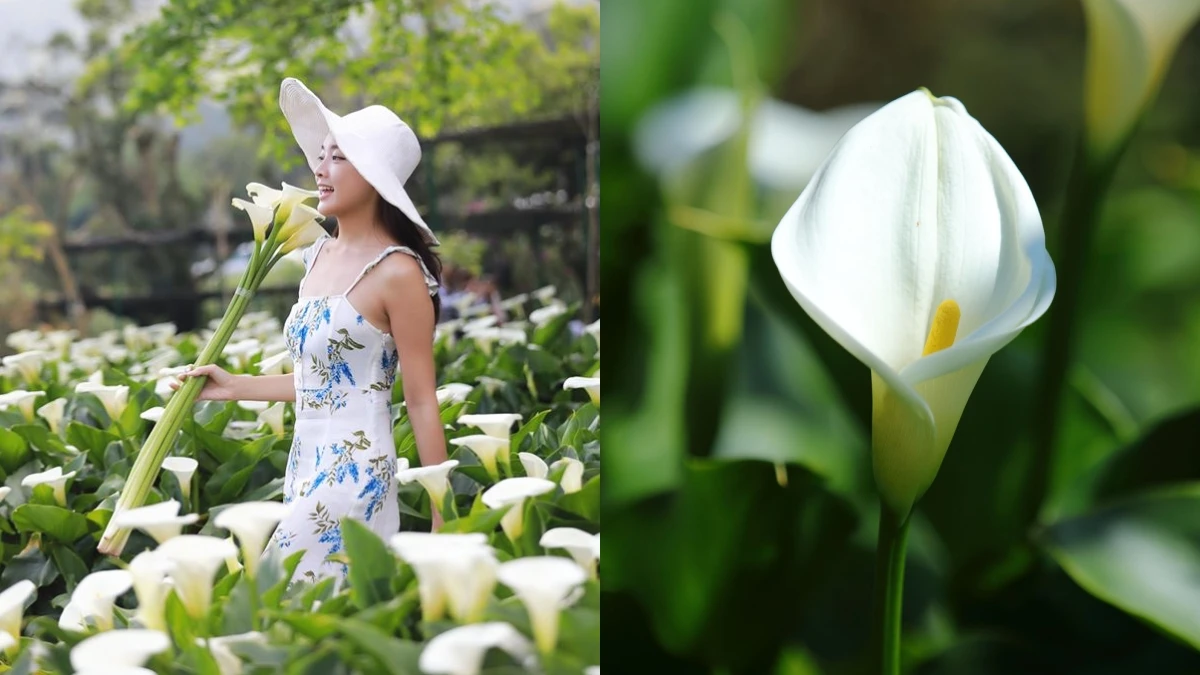 「2020陽明山海芋季」提前盛開！竹子湖變身白色花海狂噴仙氣，採海芋方法、交通資訊總整理