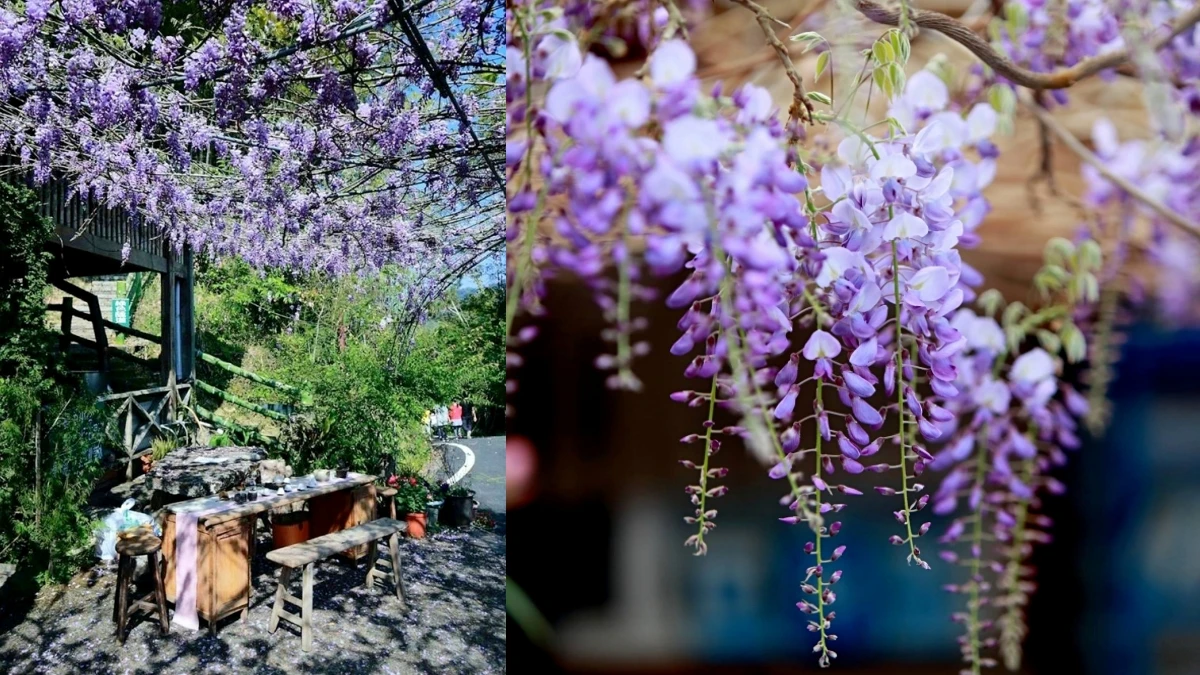 嘉義也有夢幻紫藤花海!「2020瑞里紫藤花季」公開25大賞花景點,連假手刀當仙女小姐姐
