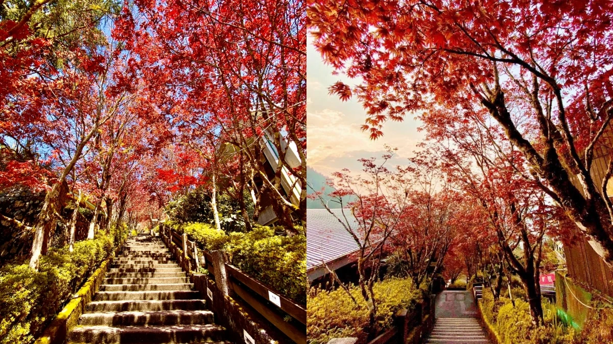 現在就能賞楓!宜蘭太平山「楓紅階梯」美翻天,賞楓期一路到9月,還能看雲海喝咖啡、參拜廟宇