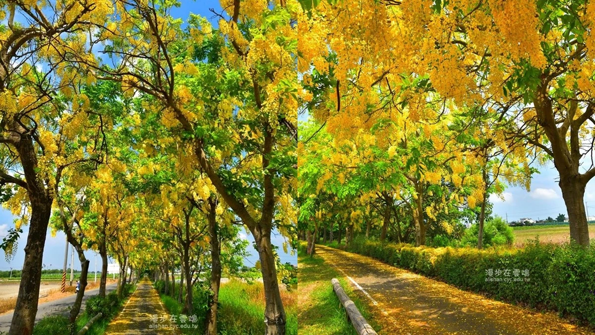 隨風落下黃金雨美呆了！嘉義「蒜頭自行車道」正開滿阿勃勒花海，整條道路染成金黃色，完全是夏季最美風景