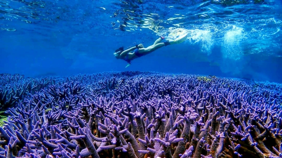 太夢幻！澎湖「海底薰衣草森林」宛如徜徉童話世界，整片紫色鹿角珊瑚礁景色，根本是夏季最美畫面