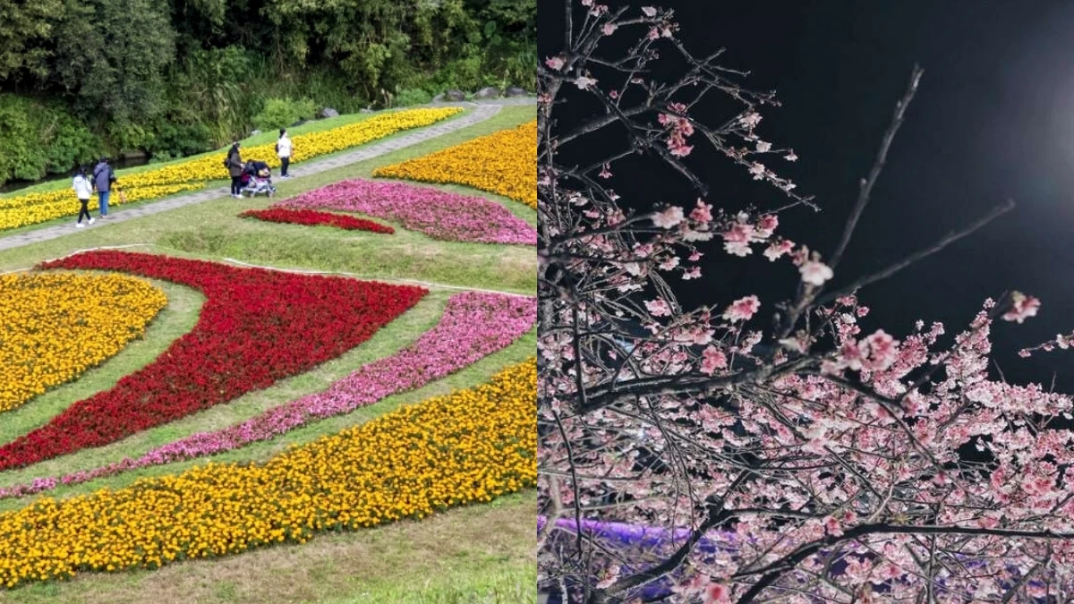 2021大台北花海旅遊懶人包！6大賞花景點公開：浪漫櫻花、波斯菊、台版富良野…美照拍不完