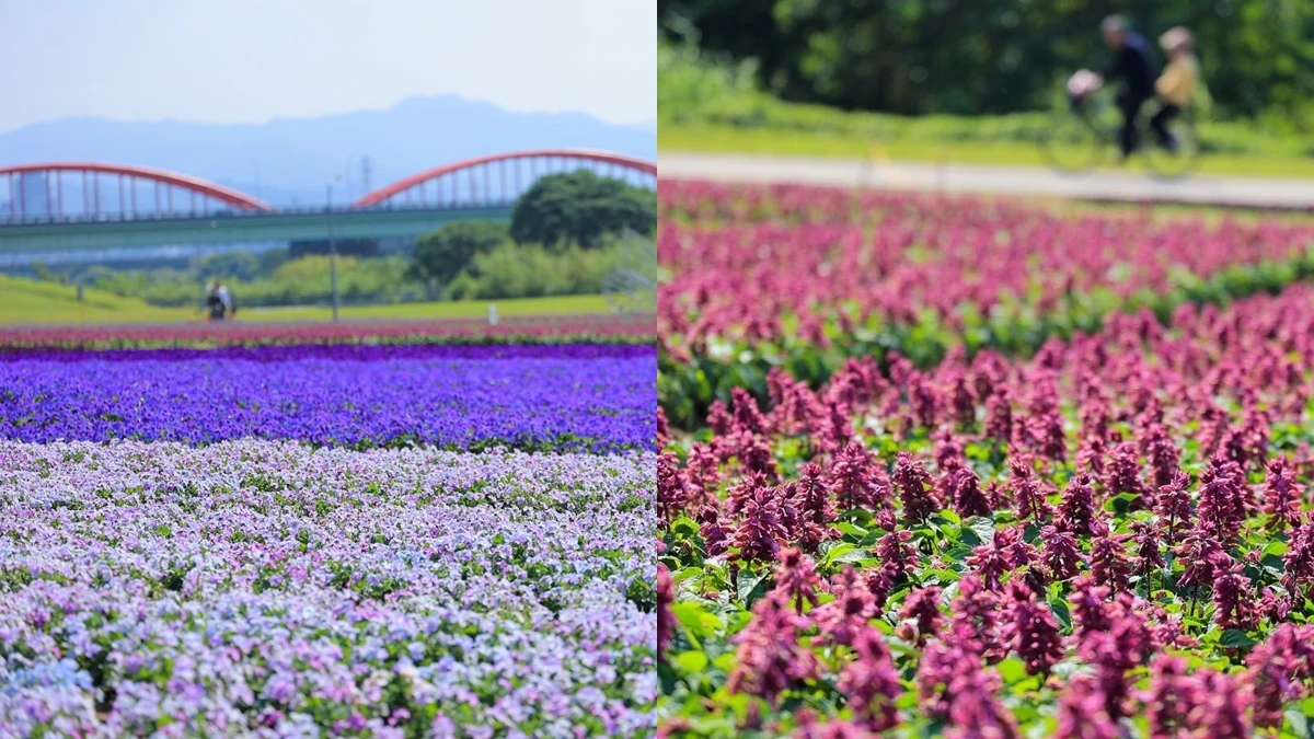 超浪漫「紫爆」花海來了！台北市古亭河濱13萬盆香堇菜、薰衣草盛開，鋪上春天繽紛地毯，搭公車、捷運就能到