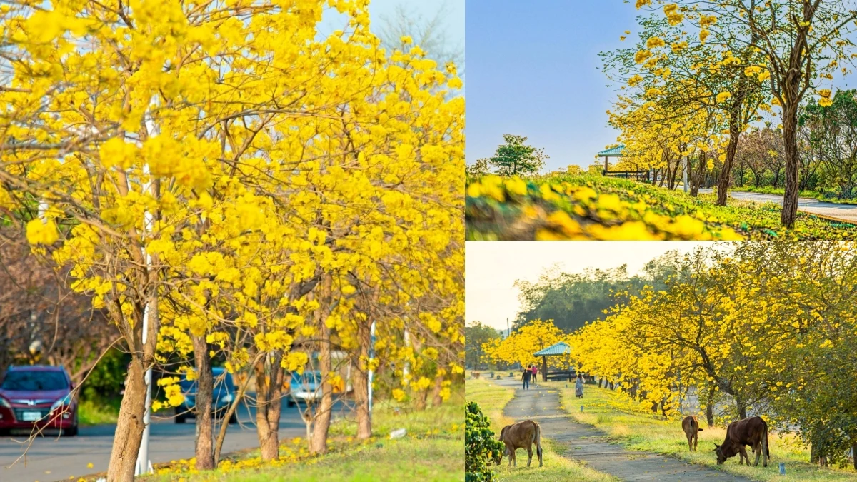 「黃金隧道」現蹤屏東！黃金風鈴木賞花秘境公開，幸運兒能看到「牛吃草」療癒畫面