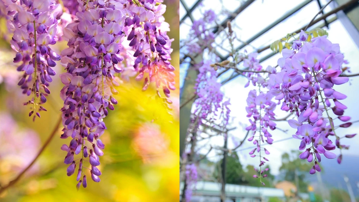 嘉義變身夢幻紫色山城!「2021瑞里紫藤花季」公布26大最佳賞花景點,紛紛吹起浪漫風暴,只限時一個月