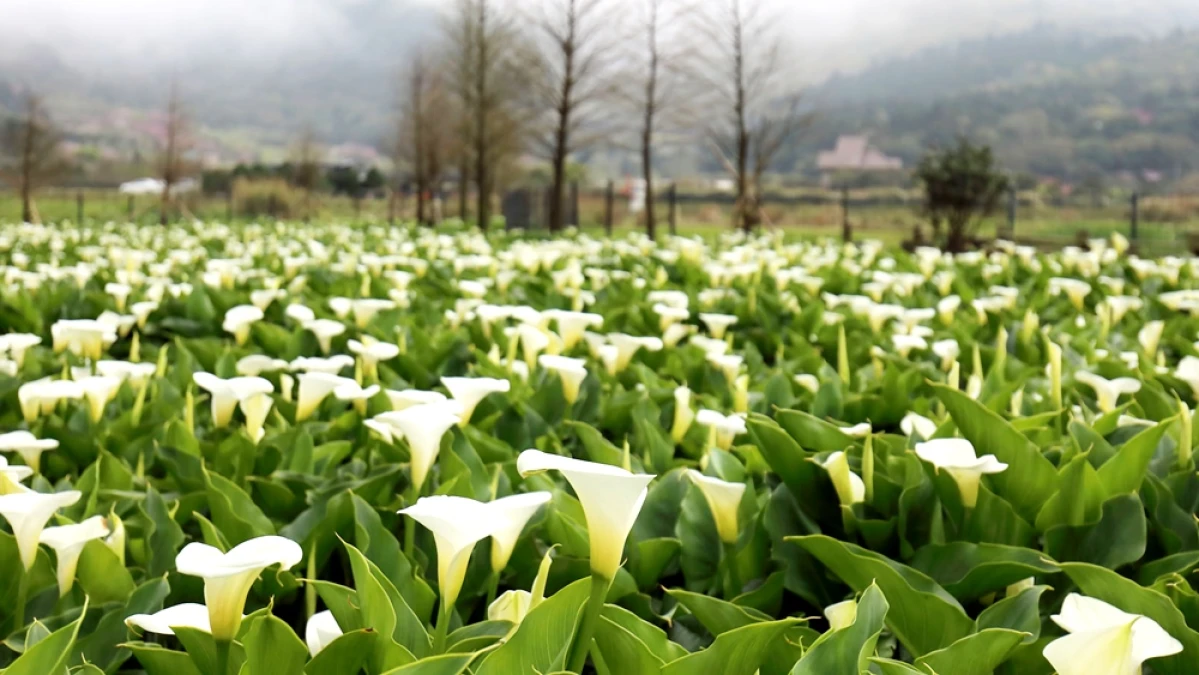 2021陽明山海芋季限時一個月起跑！竹子湖變身12公頃雪白花海，挑選、採摘、照顧海芋方法快筆記