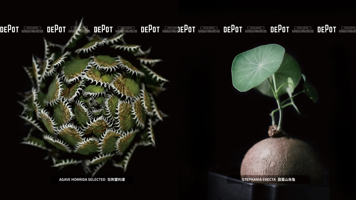 風格選物名所INVINCIBLE質感打造生活美感品牌DEPOT開展「珍稀塊根植物」市集