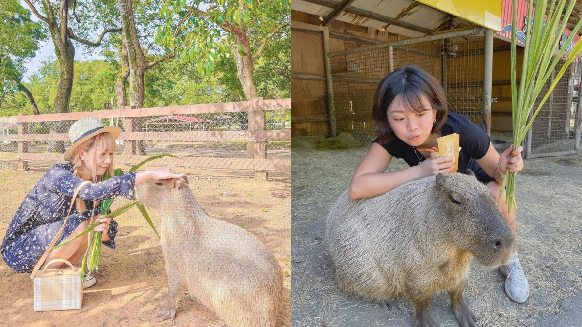 全台水豚聚集地大公開!近距離互動,萌度破表大人小孩全都愛