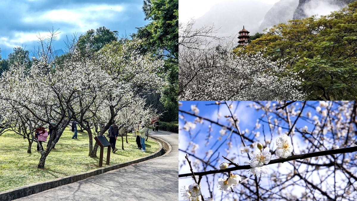 浪漫梅花大爆發！全台10處賞梅景點整理，藍天下的「雪白隧道」夢幻破表