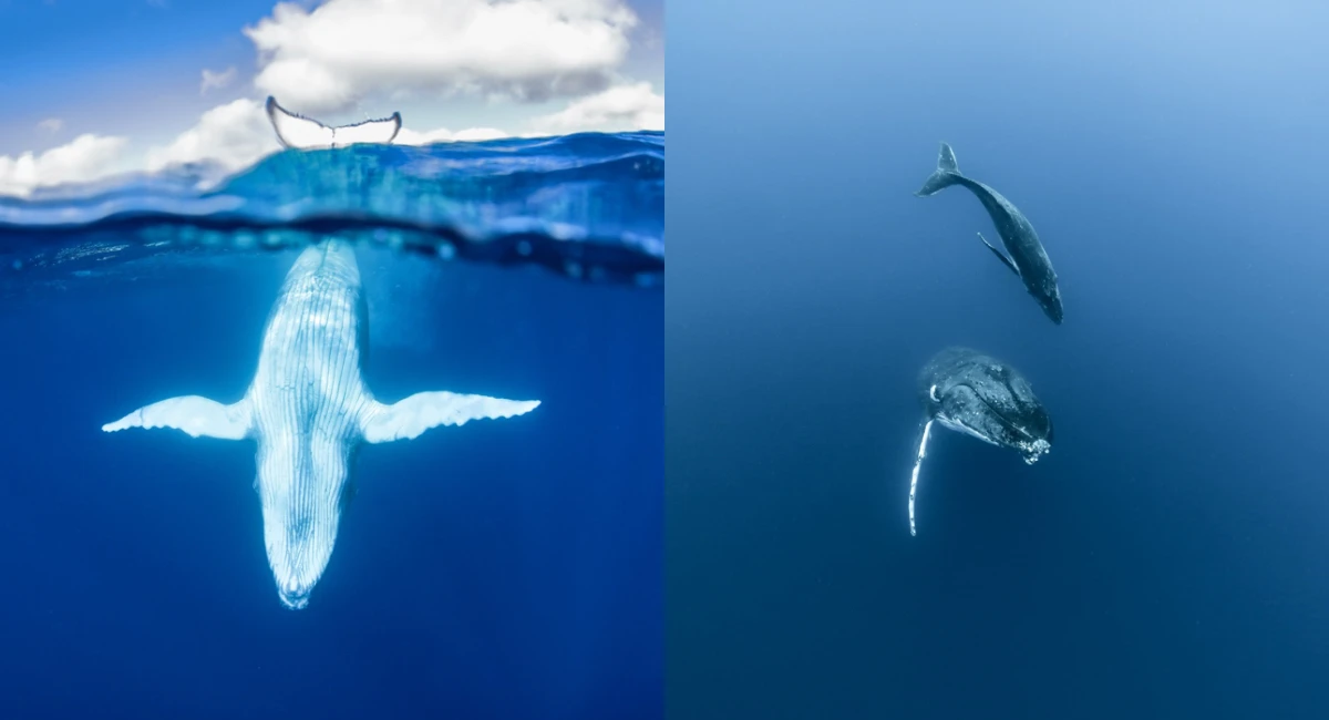 「海平面下的水色旋律」互動特展即將開幕！利用聲影科技，一覽海平面下的鯨豚交響樂