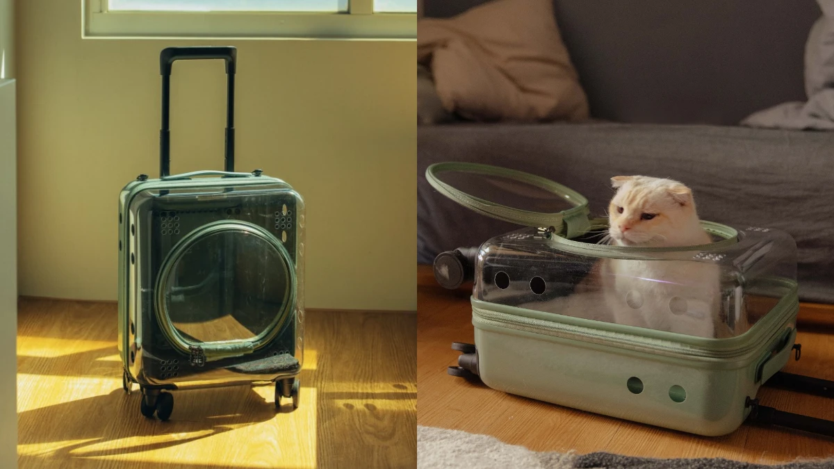 CROWN首度推出絕美「寵物箱」!酪梨綠外觀、透明箱體,毛小孩出遊必備