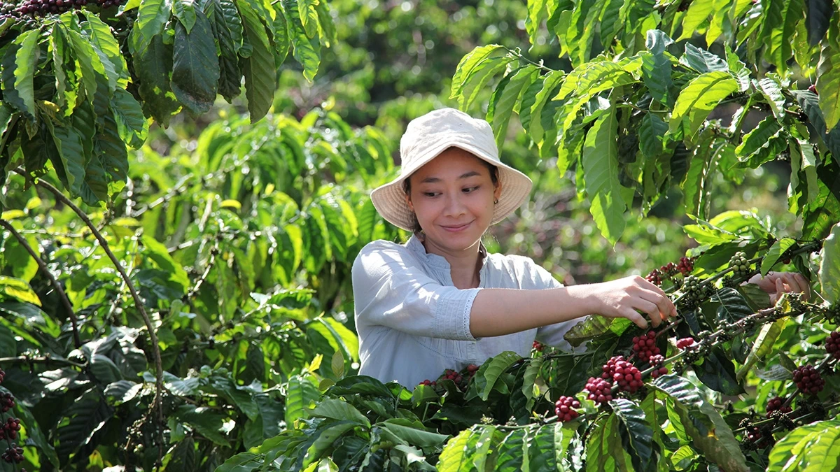 雀巢全球宣布投入10億瑞郎 打造咖啡永續產業鏈 在台攜手產學 推動永續包裝革新 首度推出雀巢永續週 雀巢咖啡《生生不息系列》限定上市