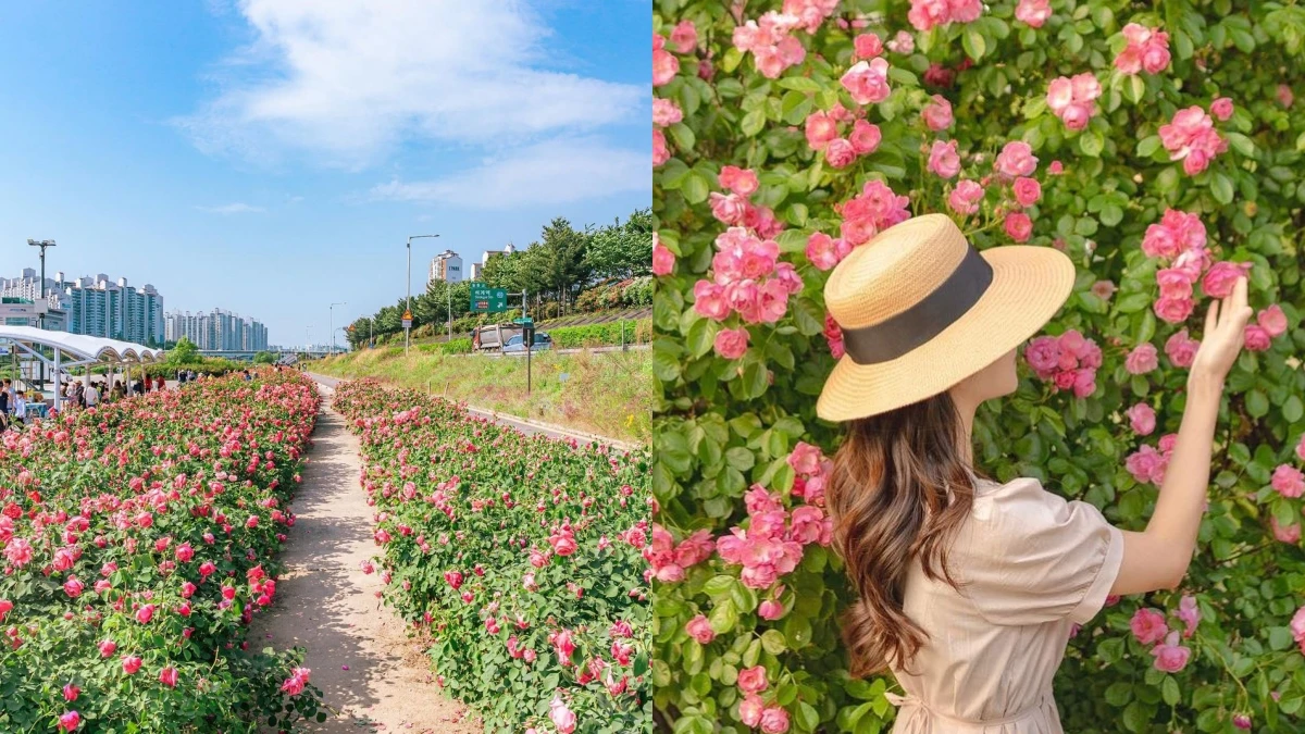 【Julia韓國觀察筆記】首爾五月玫瑰季5大拍照景點推薦