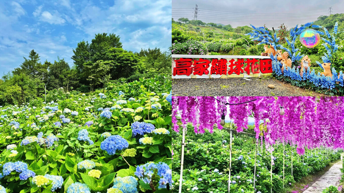 全台最大繡球花景點!高家繡球花田第三園區公開2024最佳觀賞期,上萬坪紫藍色花海美翻天