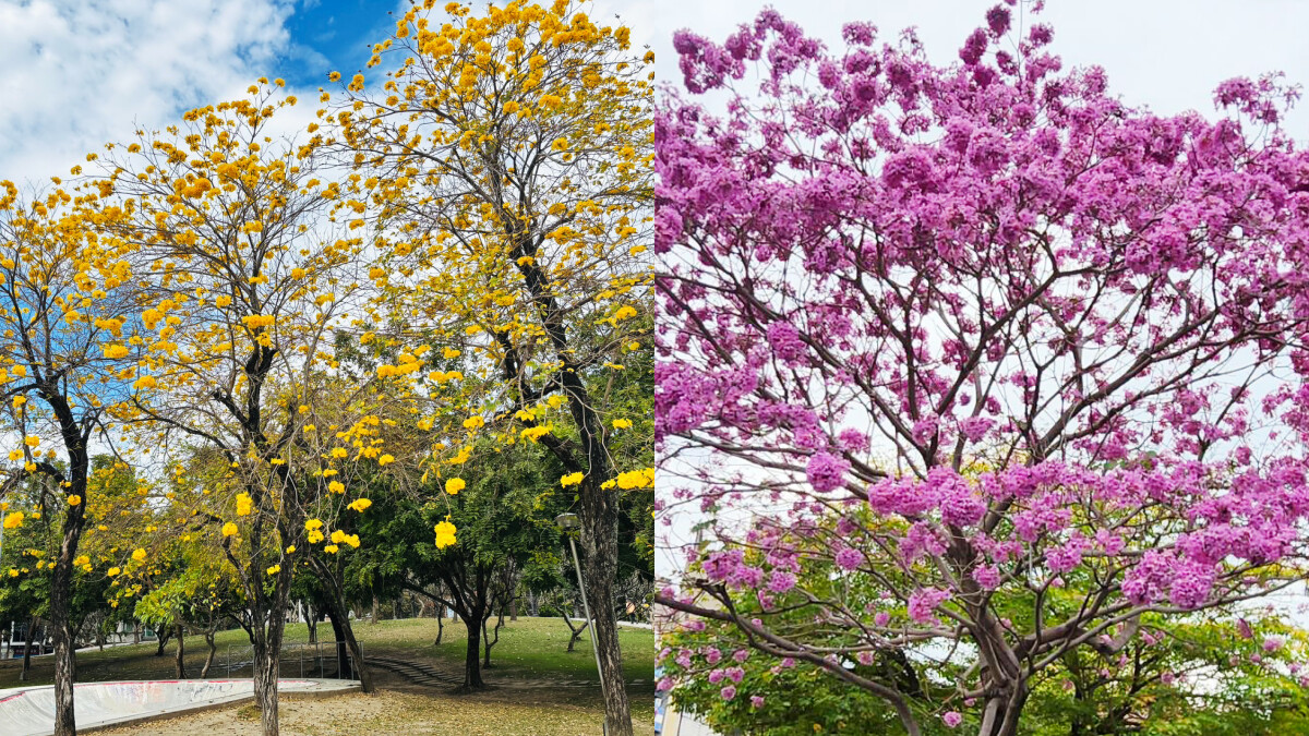 台中風鈴木花季來了！黃金風鈴木、洋紅風鈴木絕美盛開，12處賞花地圖快收