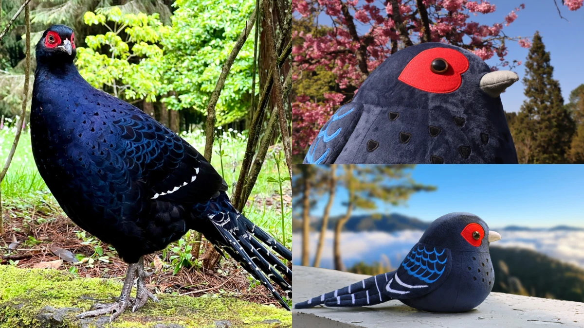 「帝雉鳥布偶」哪裡買&多少錢?從阿里山飛進台北森林市集,超酷冷知識公開