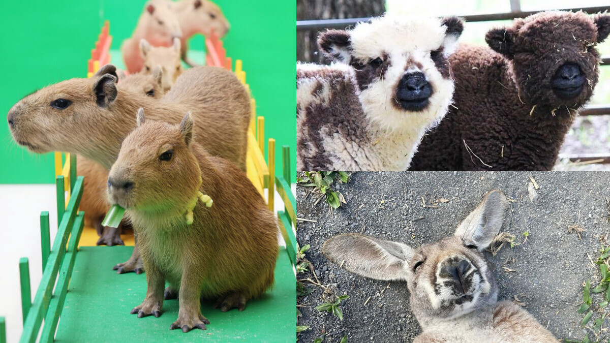 親子出遊首選!全台6間人氣動物農場推薦:餵食互動、特色體驗一次滿足