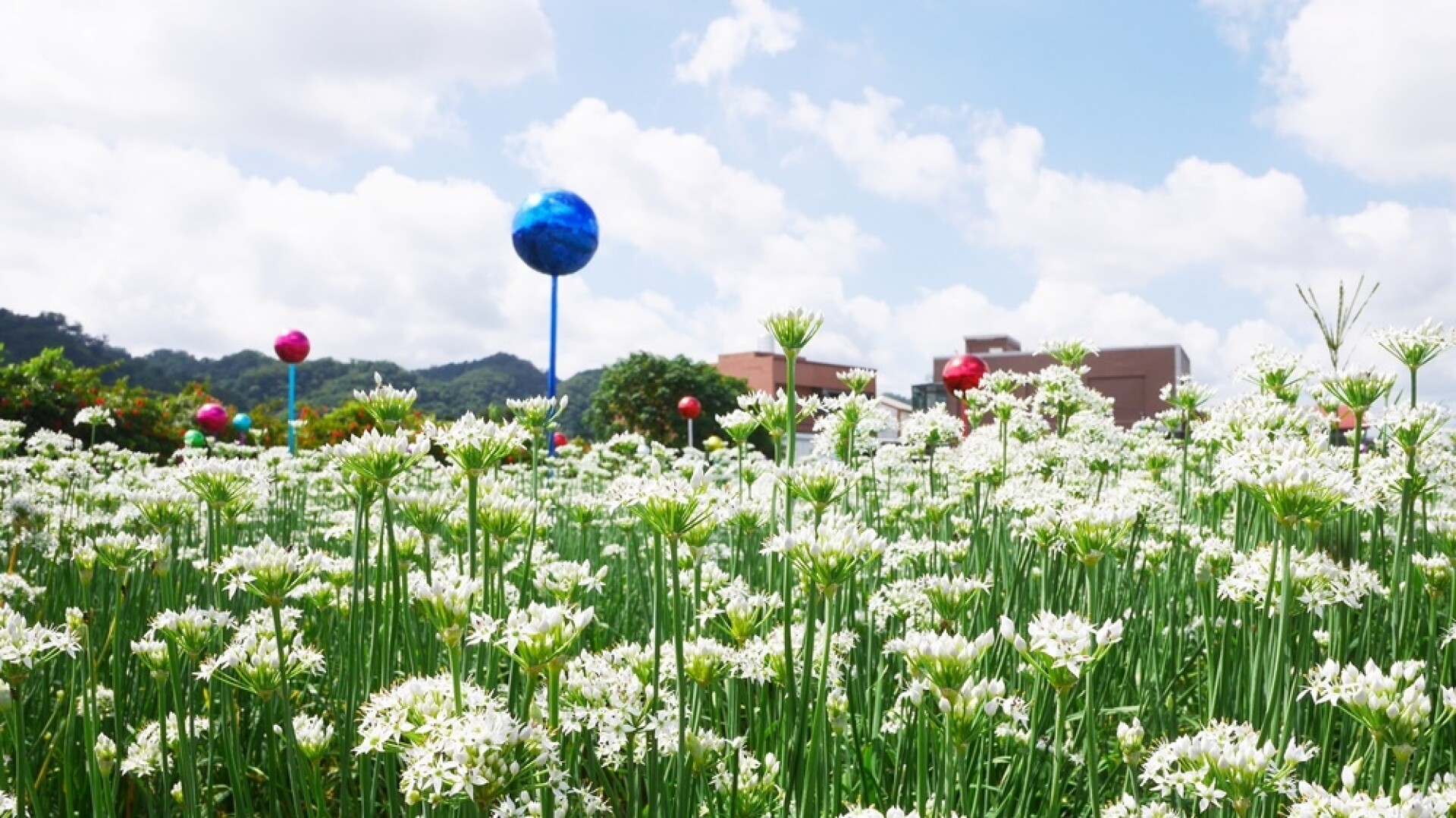 桃園景點 大溪正下著 夢幻九月雪 400公頃韭菜花田交織成唯美風景 潔白浪漫花海只綻放一個月 Marie Claire 美麗佳人