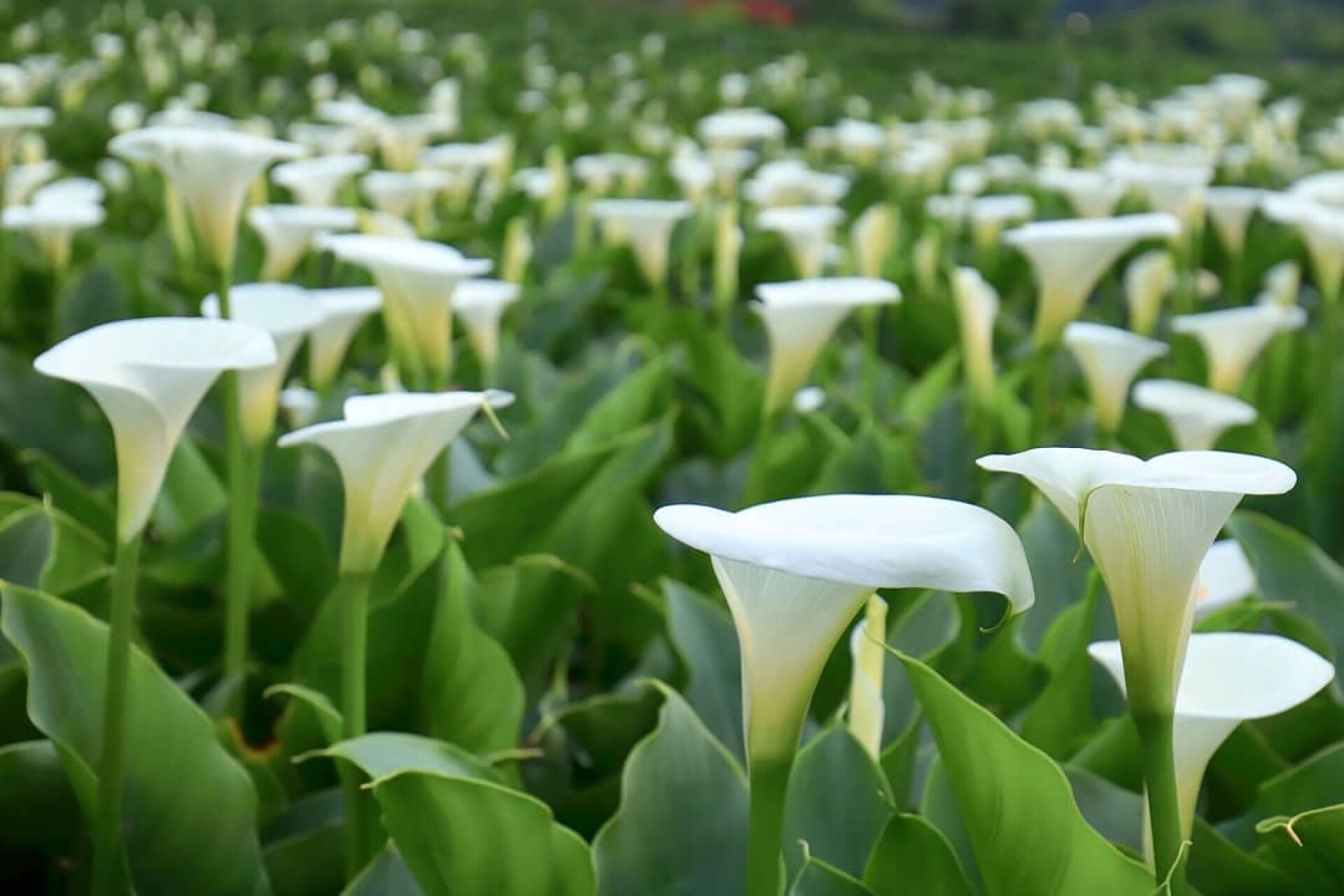 陽明山海芋季 提前盛開 竹子湖變身白色花海狂噴仙氣 採海芋方法 交通資訊總整理 Marie Claire 美麗佳人