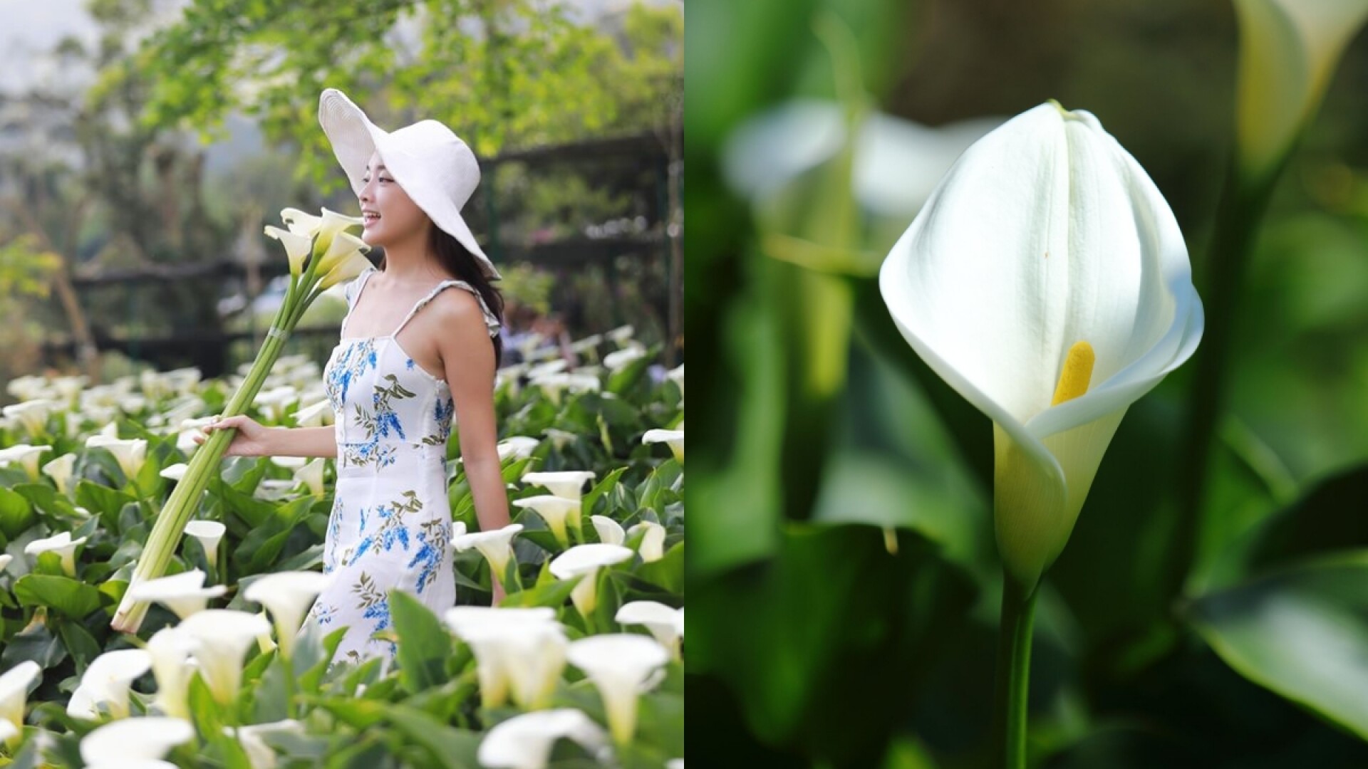 陽明山海芋季 提前盛開 竹子湖變身白色花海狂噴仙氣 採海芋方法 交通資訊總整理 Marie Claire 美麗佳人