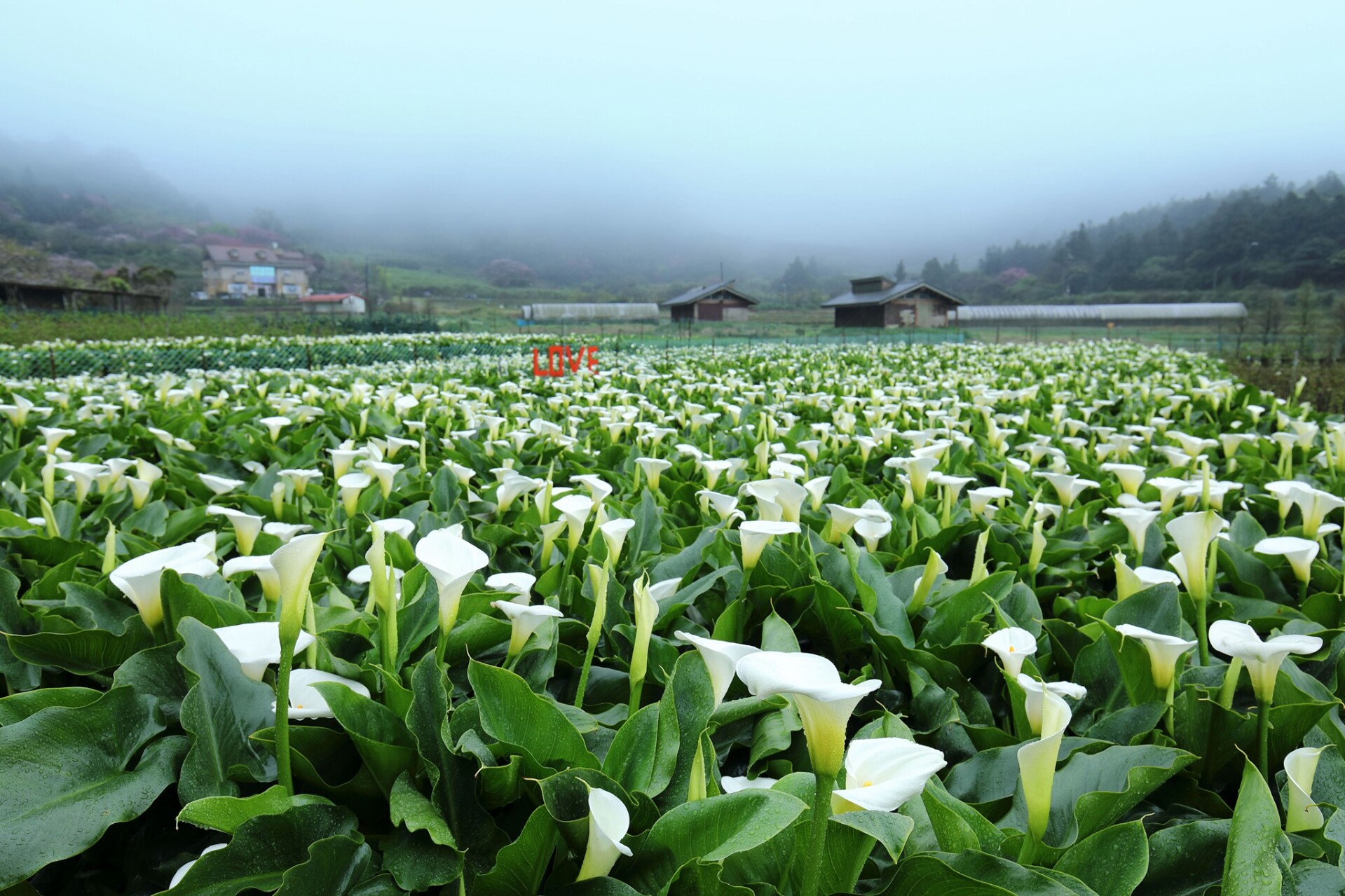 陽明山海芋季 提前盛開 竹子湖變身白色花海狂噴仙氣 採海芋方法 交通資訊總整理 Marie Claire 美麗佳人