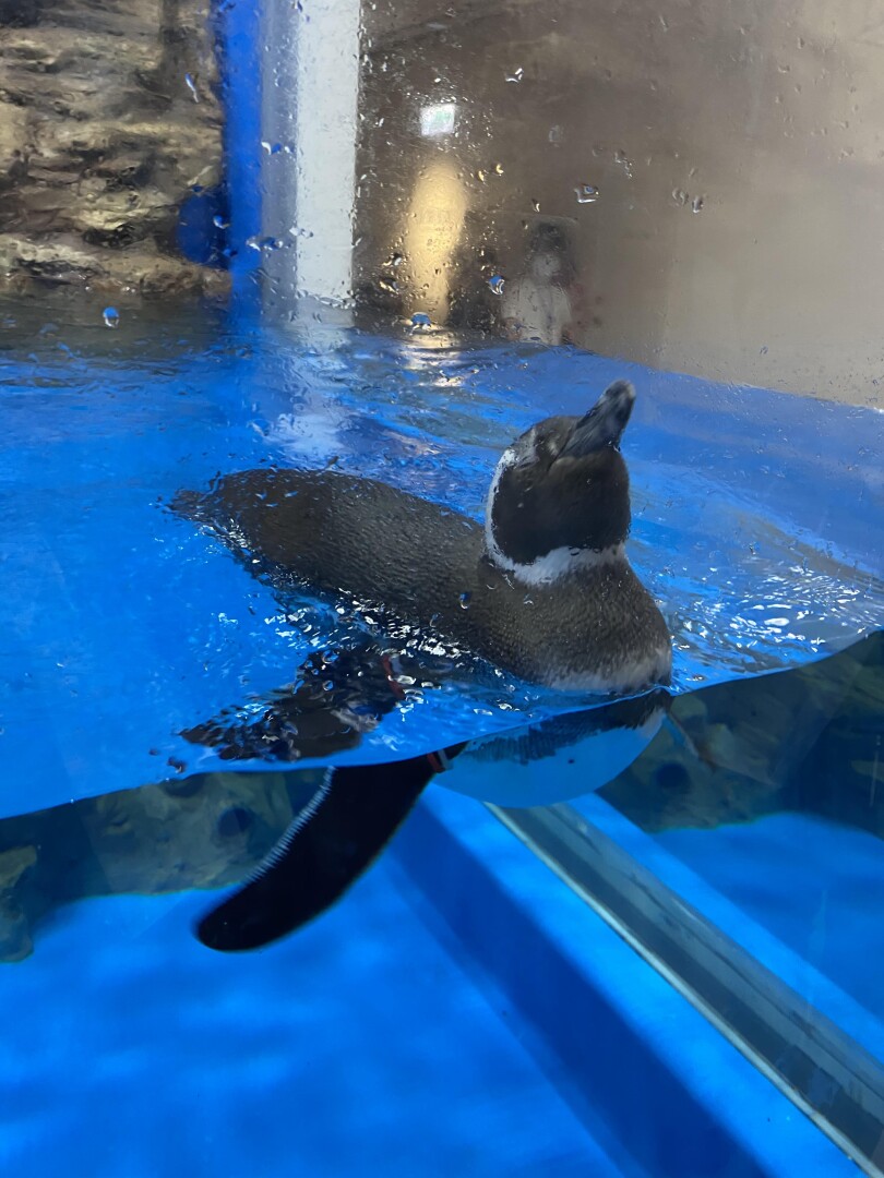 桃園xpark水族館8 7開幕 超夢幻展區 票價 交通資訊曝光 Marie Claire 美麗佳人